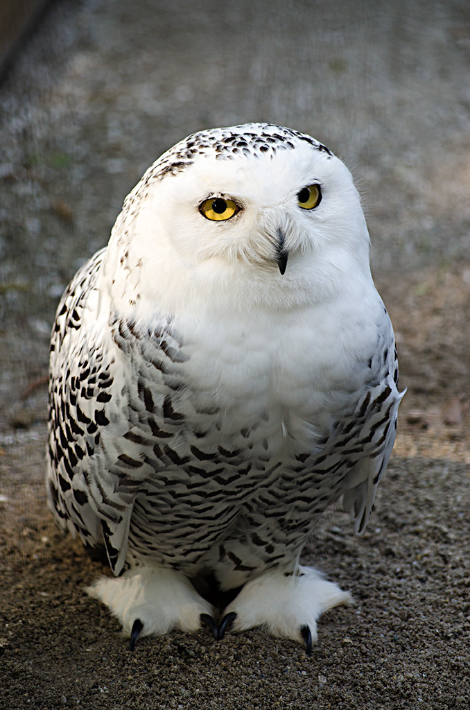 Eule